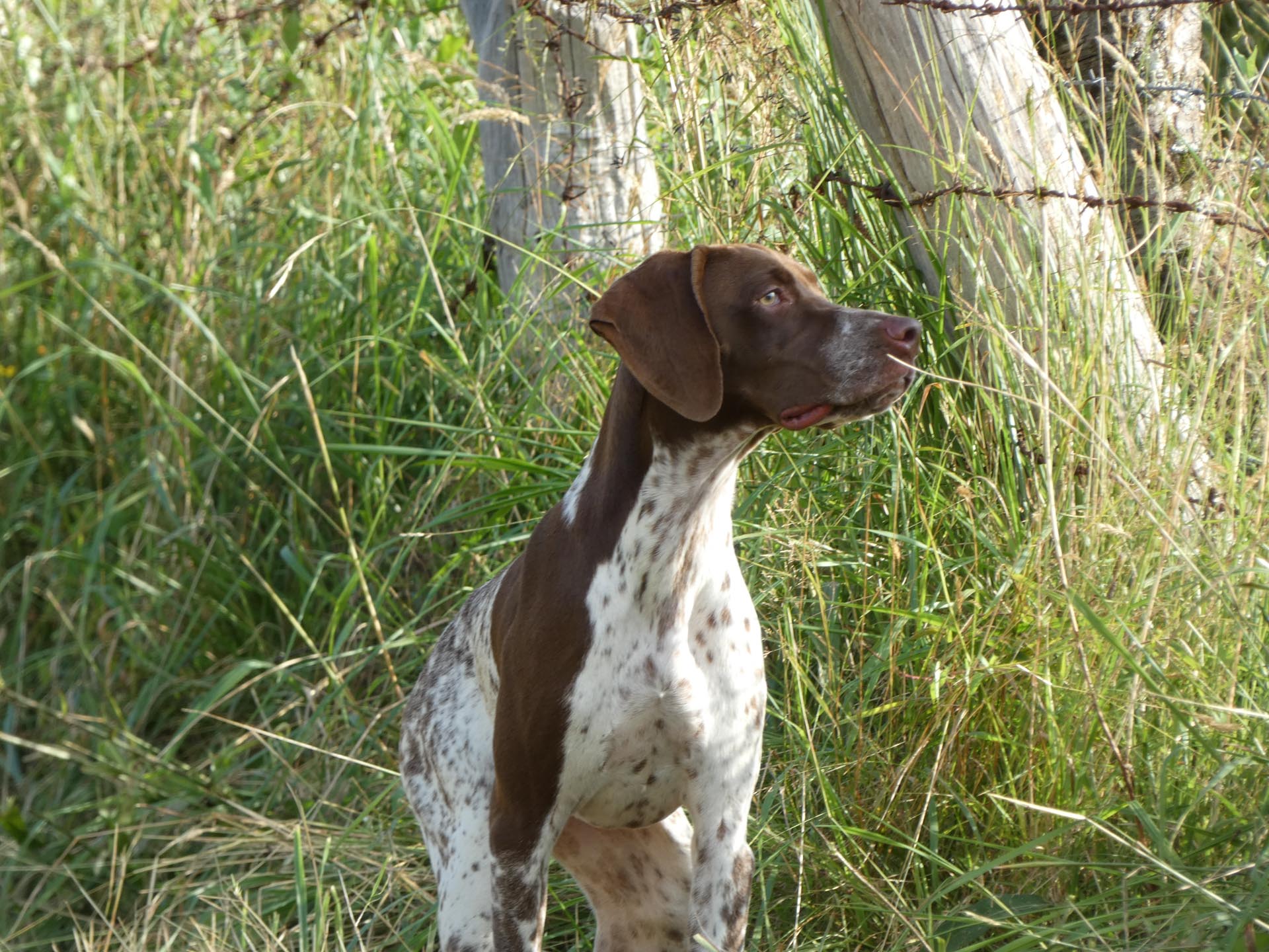 braco-frances-Bracos-de-Susan-Espana-4